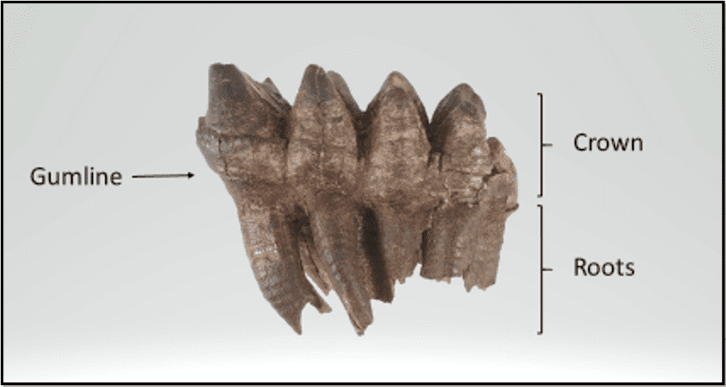 A large tooth from an American Mastodon, with parts labelled.