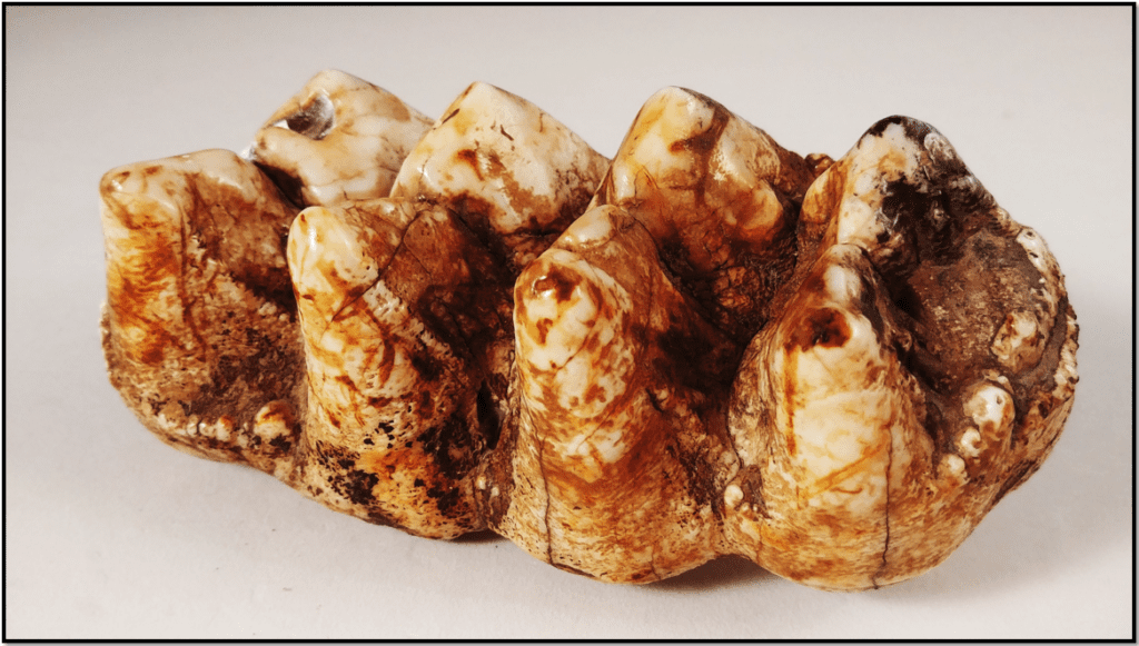 A view of the chewing surface of a mastodon tooth. tooth