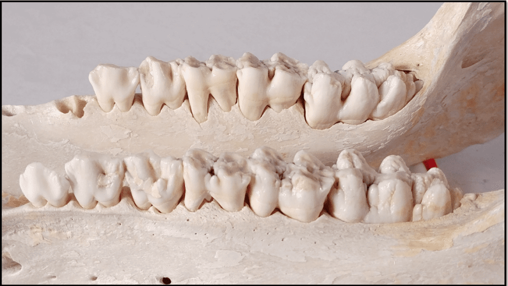 The mandible of a pig, showing both toothrows.