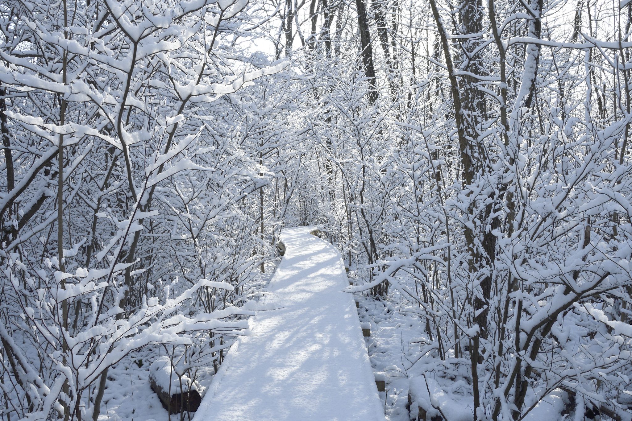 The boardwalk at Cedar Bog in the winter