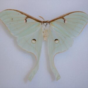 A mint green Luna moth with spread wings on a white foam background