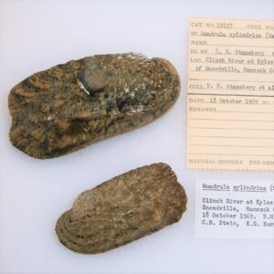 Two tan-colored mussel shells with green markings alongside printed labels with their collection information.