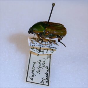 A round metallic green scarab beetle on a pin with handwritten and printed labels stating its collection information.