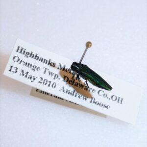 A small and slender metallic green beetle on a pin with a printed label stating its collection information.
