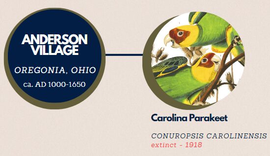 A decorative graphic image describing the presence of the Carolina Parakeet remains at Anderson Village. An illustration of a Carolina Parakeet from John J. Audubon's Birds of America is used with the scientific name and current conservation status listed below the image.