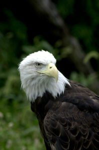 Single bald eagle