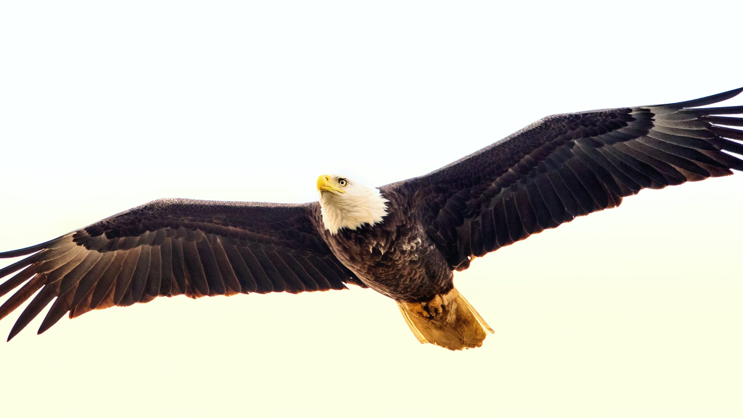 bald eagle in flight with full wing span