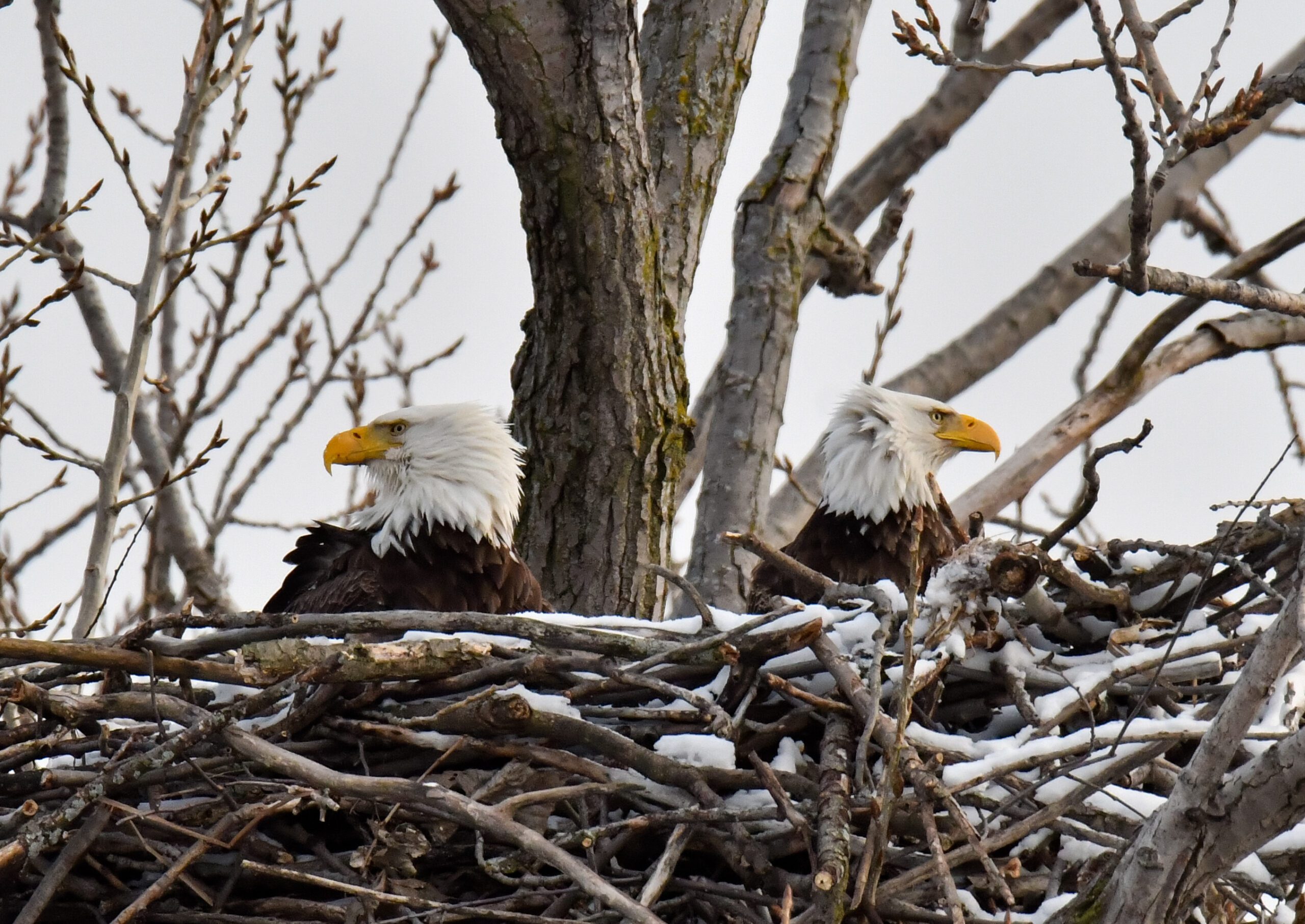 A pair of bald eagles in a nest