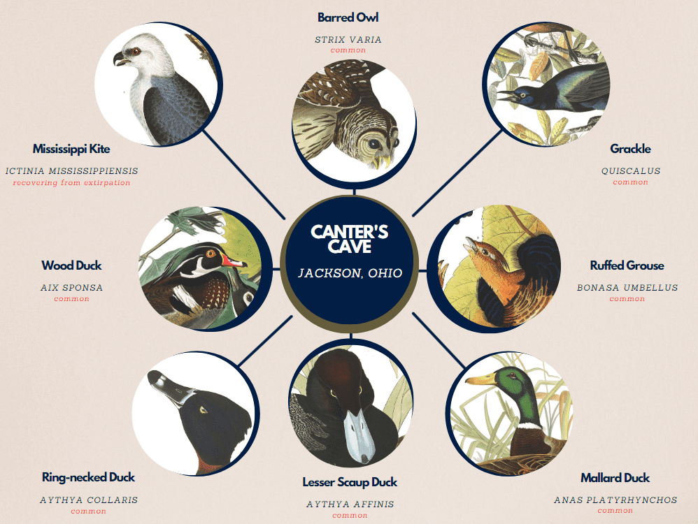 A decorative graphic image describing the presence of Barred Owl, Mississippi Kite, Grackle, Wood Duck, Ring-necked Duck, Lesser Scaup Duck, Ruffed Grouse, and Mallard Duck remains at Canter's Cave. Illustration of the birds from John J. Audubon's Birds of America are used with the scientific name and current conservation status listed below the image.