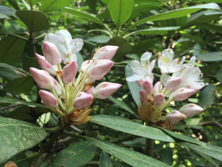 Pink and White Rhododendron in bloom