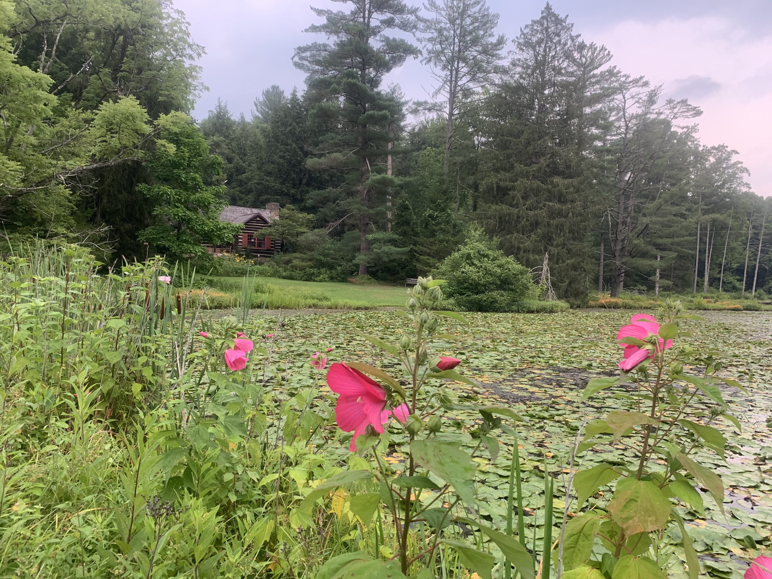 Lake covered in lily pads with a cabin in the background