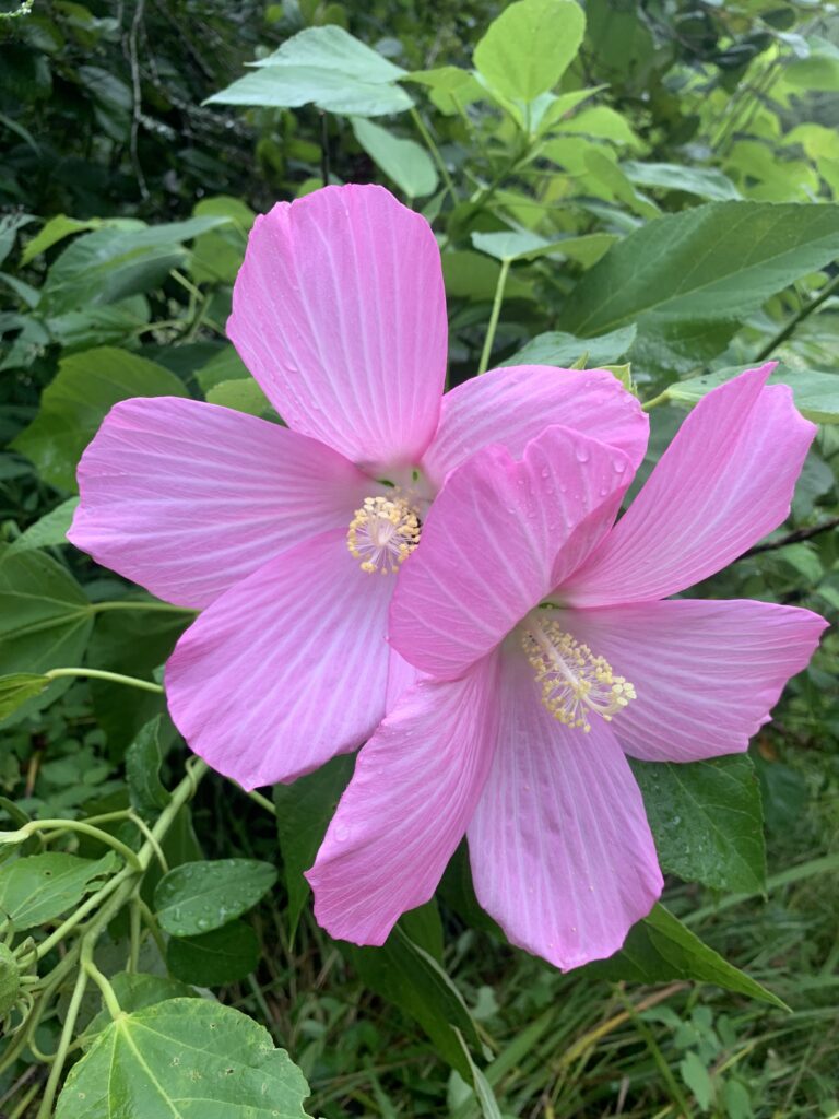 Pink swamp rose mallow bloom