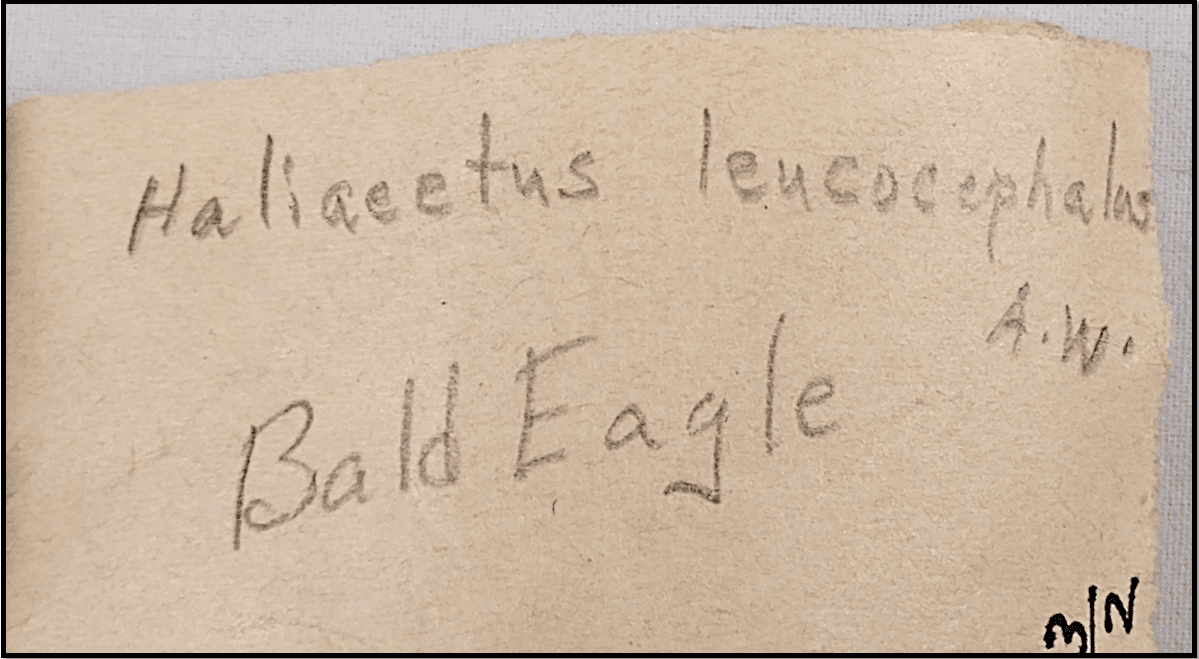 A photograph of a collections catalog card for a Bald Eagle, the initials AW are visible.