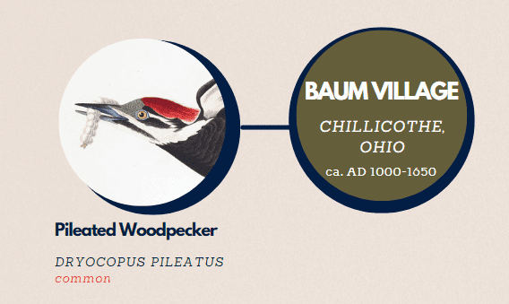 A decorative graphic image describing the presence of Pileated Woodpecker remains at Baum Village An illustration of a Pileated Woodpecker from John J. Audubon's Birds of America is used with the scientific name and current conservation status listed below the image.