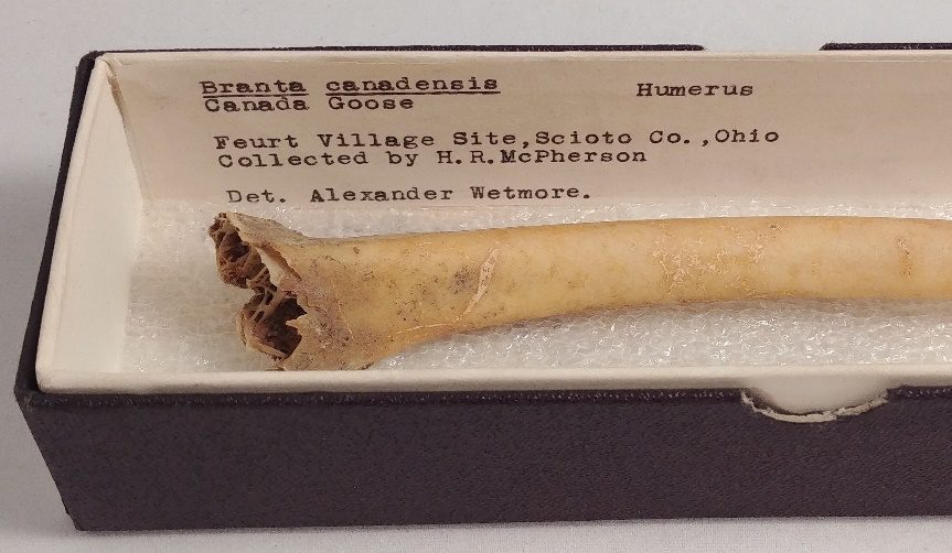 A photograph of a Canada Goose humerus within a museum box. A label accompanying the box states the scientific and common name of the animal, where the bone was taken from, who collected the bone,and who determined the species.