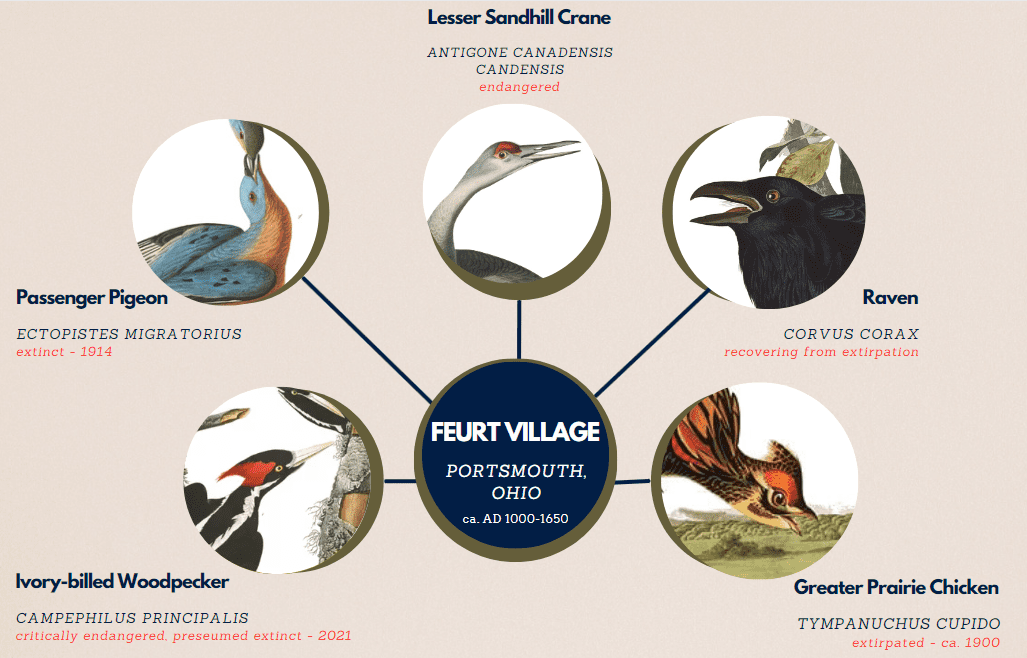 A decorative graphic image describing the presence of the Lesser Sandhill Crane, Passenger Pigeon, Raven, Ivory-billed Woodpecker, and Greater Prairie Chicken remains at Feurt Village. Illustrations of the A decorative graphic image describing the presence of the Lesser Sandhill Crane, Passenger Pigeon, Raven, Ivory-billed Woodpecker, and Greater Prairie Chicken remains at Feurt Village. Illustrations of the birds from John J. Audubon's Birds of America are used with the scientific name and current conservation status listed below the image.