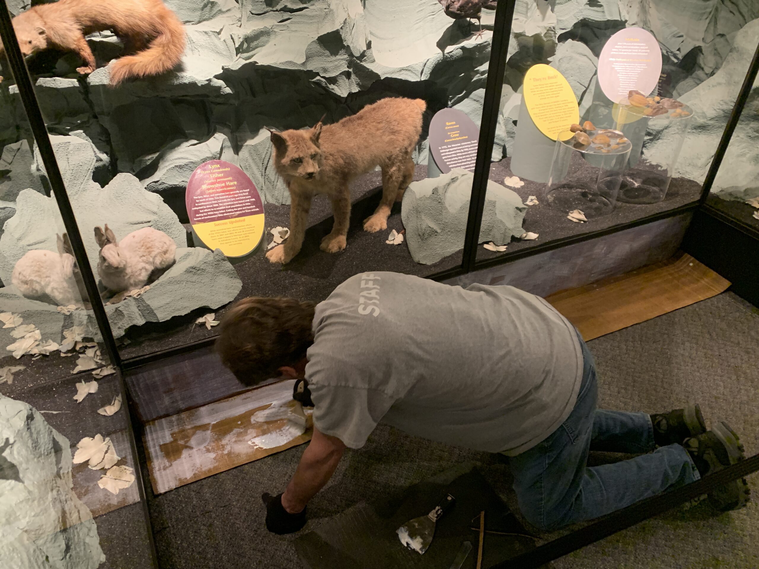 A worker replacing a flooring tile next to a display case with taxidermy animals in it. 