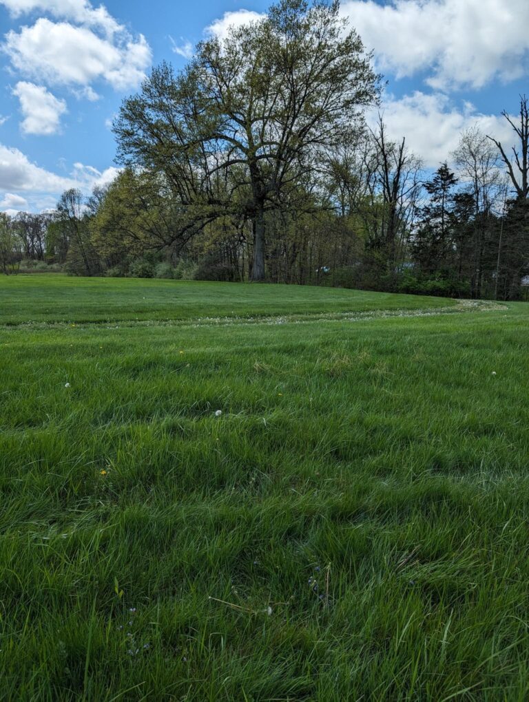 Image of a large grassy area with a portion of a large stone circle visible on the ground. With a tree in the background.