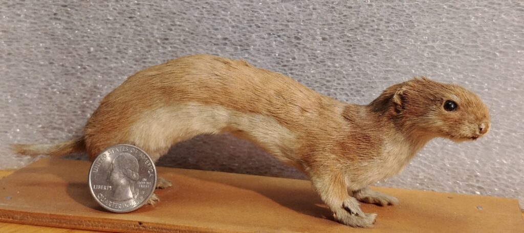 A taxidermy specimen of the Least Weasel, with a quarter coin to show how small the weasel is. 