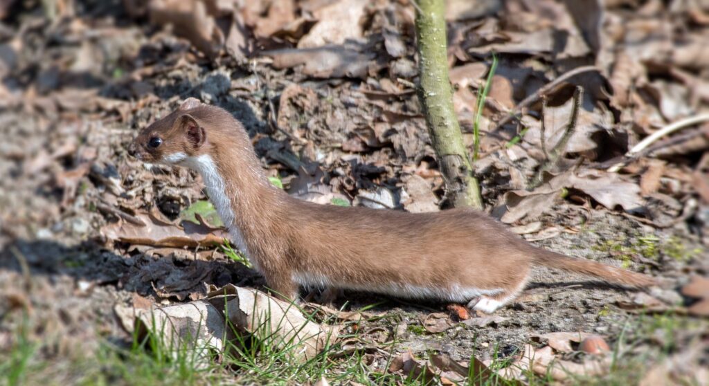 A Least Weasel is standing still and looking intently at something to the left.