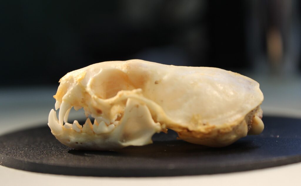 A skull of the Long-tailed weasel with its sharp teeth visible.