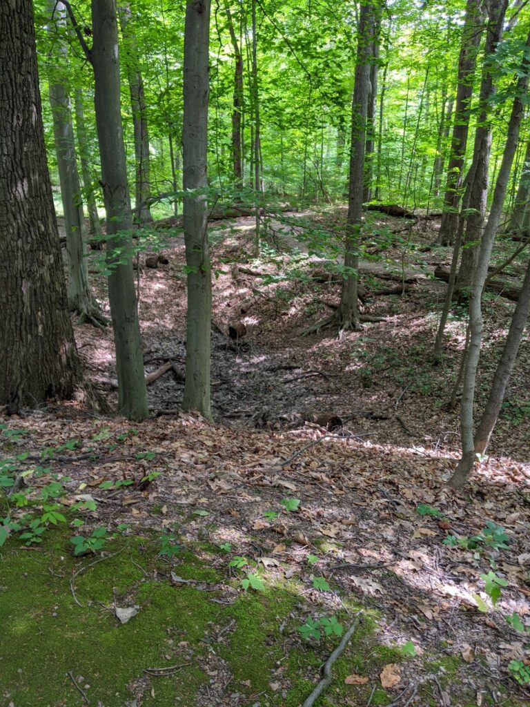 Picture of a leaf covered forest floor. The ground dips down where material was quarried out.