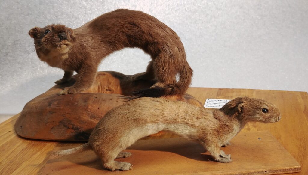 Two older taxidermy specimens, of the Long-tailed and Least Weasels.