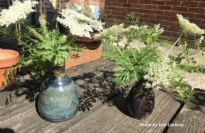 Large green, black, and yellow striped caterpillars in two bouquets of Queen Anne's Lace flowers and dill in blue and brown ceramic bud vases