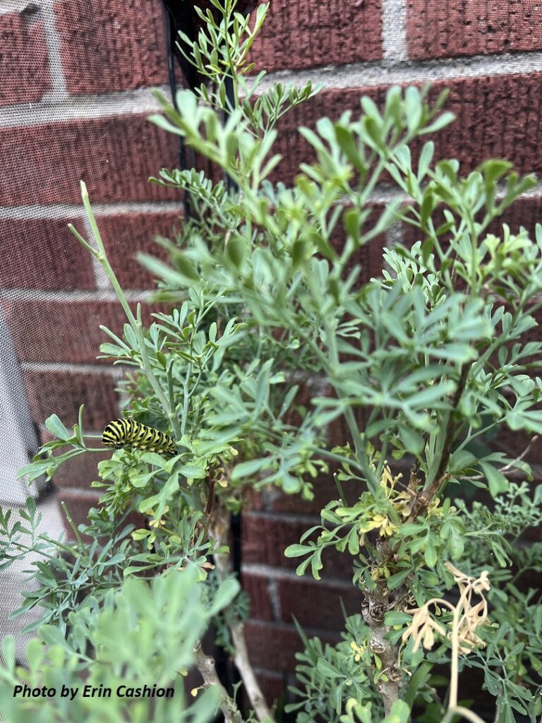 A yellow, black, and green striped caterpillar on a rue plant inside a caterpillar tent against a brick wall background