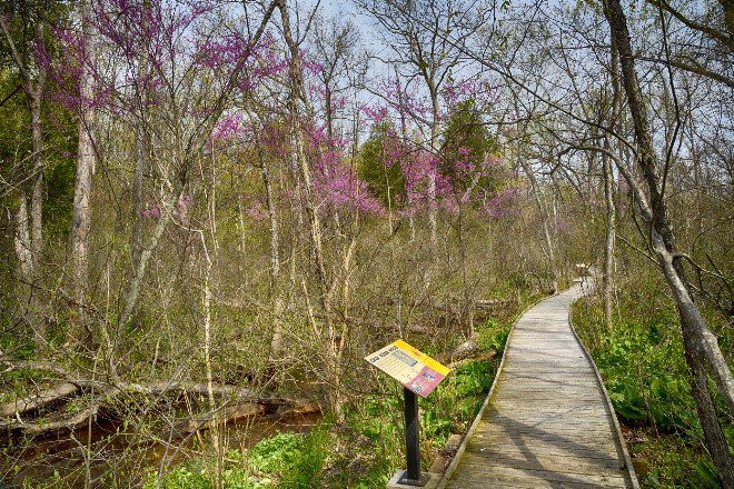 Wooden boardwalk going through a forested area