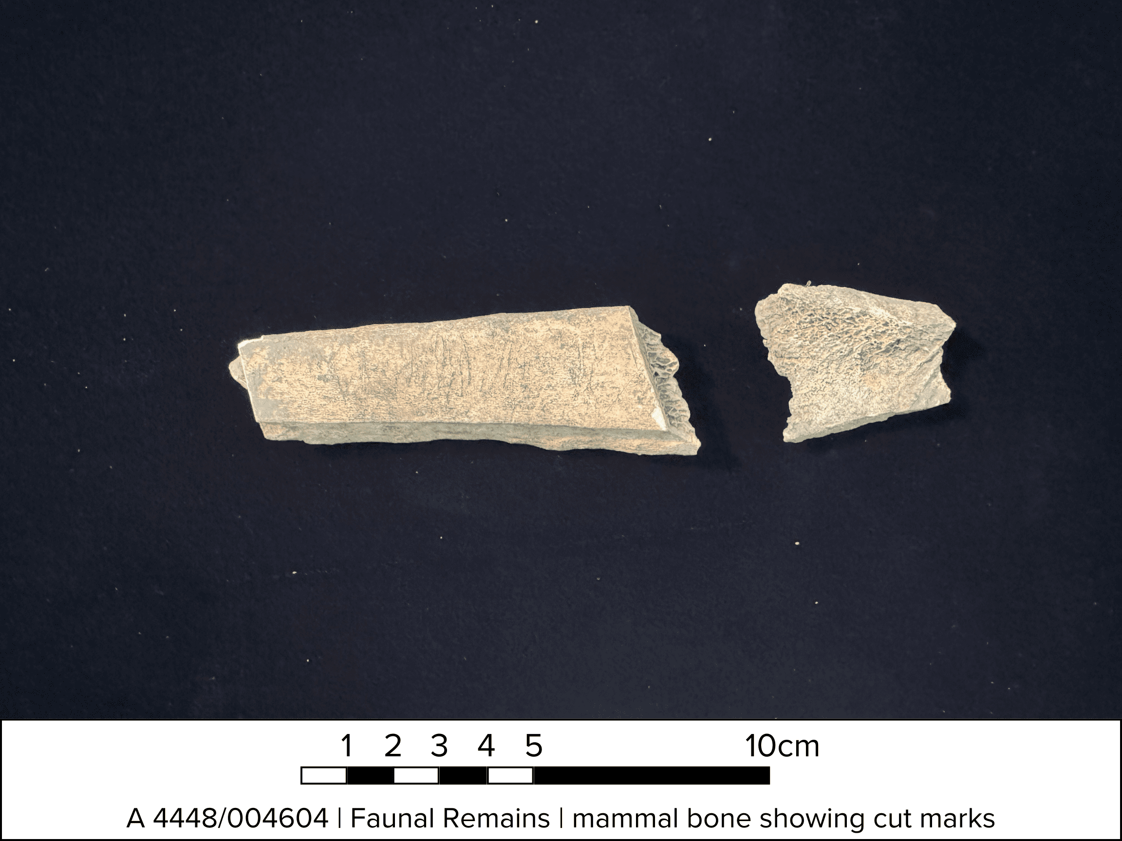 Two fragments of animal bone, one with cut marks. A scale bar and text on the bottom reads "A 4448/004604 | Faunal Remains | mammal bone showing cut marks"