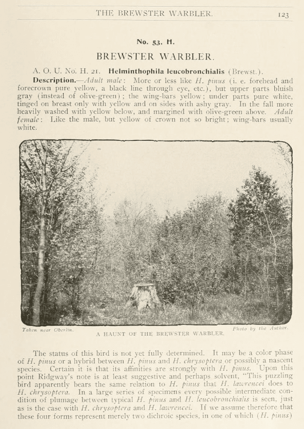 A screenshot from a historic text showing Brewster's Warbler habitat and a description of the species