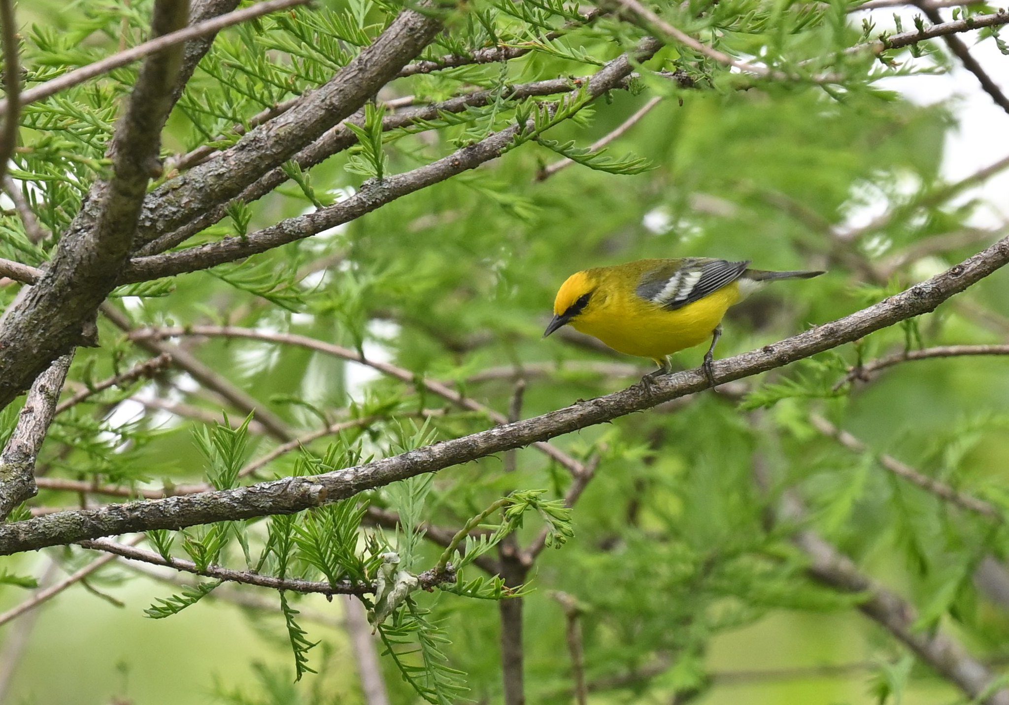 A small songbird with a bright yellow belly and crown, olive back, black eye line, and clear bluish-gray wings with white bars perched on a branch with green leaves in the background