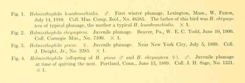 A screenshot of a historic text of the label for a color plate