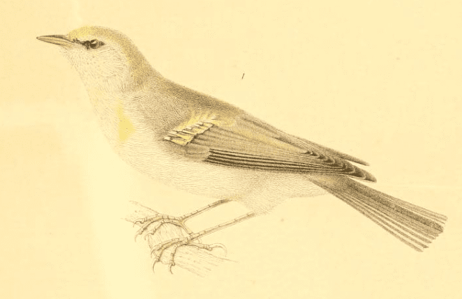 Fig 1. Helminthophila leucobronchialis. Male. First winter plumage, Lexington, Mass., W. Faxon, July 14, 1910. Coll. Mus. Comp. Zool. No. 48385. The father of this bird was H. chrysopterea of typical plumage, the mother a typical H. leucobronchailis. X 1.