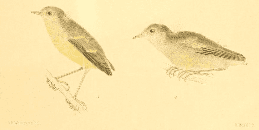 Fig 3 [left]. Helminthophila pinus. Female. Juvenile plumage. Near New York City, July 5, 1889. Coll. J. Dwight, Jr., No. 2285. X 1.     Fig 4 [right]. Helminthophila (offspring of H. pinus male and H. chrysoptera female). Male. Juvenile plumage at time of quitting the nest. Portland, Conn., June 13, 1889. Coll J. H. Sage, No. 1321. X 1.