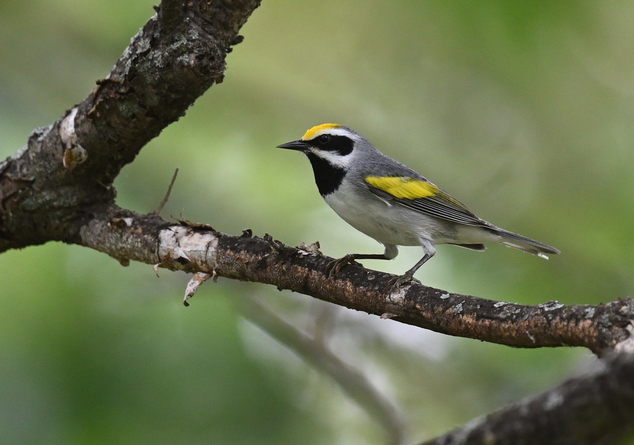 A small songbird with a black chin and eye mask, bright golden crown and wing bars, white belly, and clear bluish-gray upperparts perched on a branch with green leaves in the background