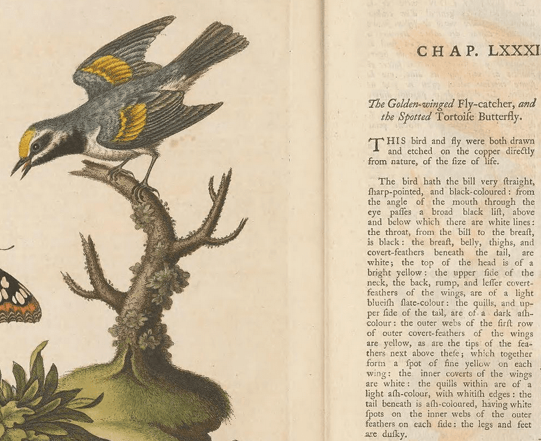 A screenshot of a historic text showing a drawing of the Golden-winged Warbler and its description