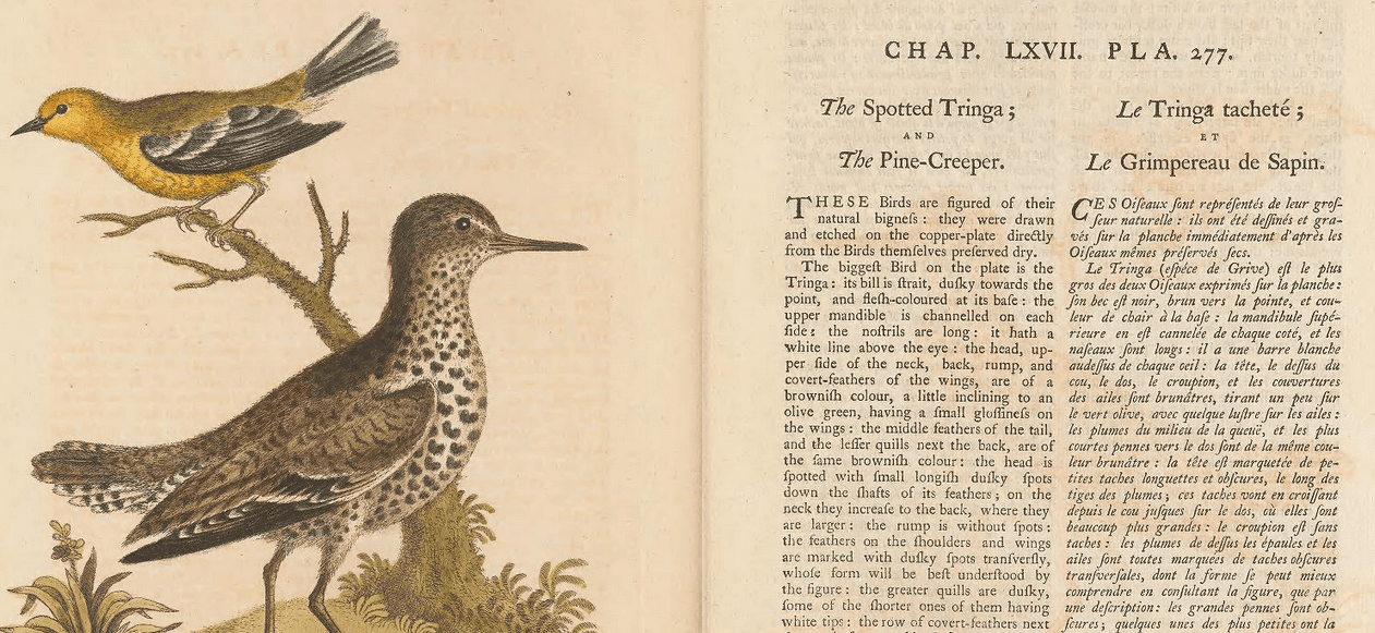 A screenshot from a historic text with an illustration of the Blue-winged warbler and its description, as well as a sandpiper