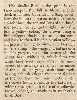 A screenshot of a historic text describing the Blue-winged Warbler