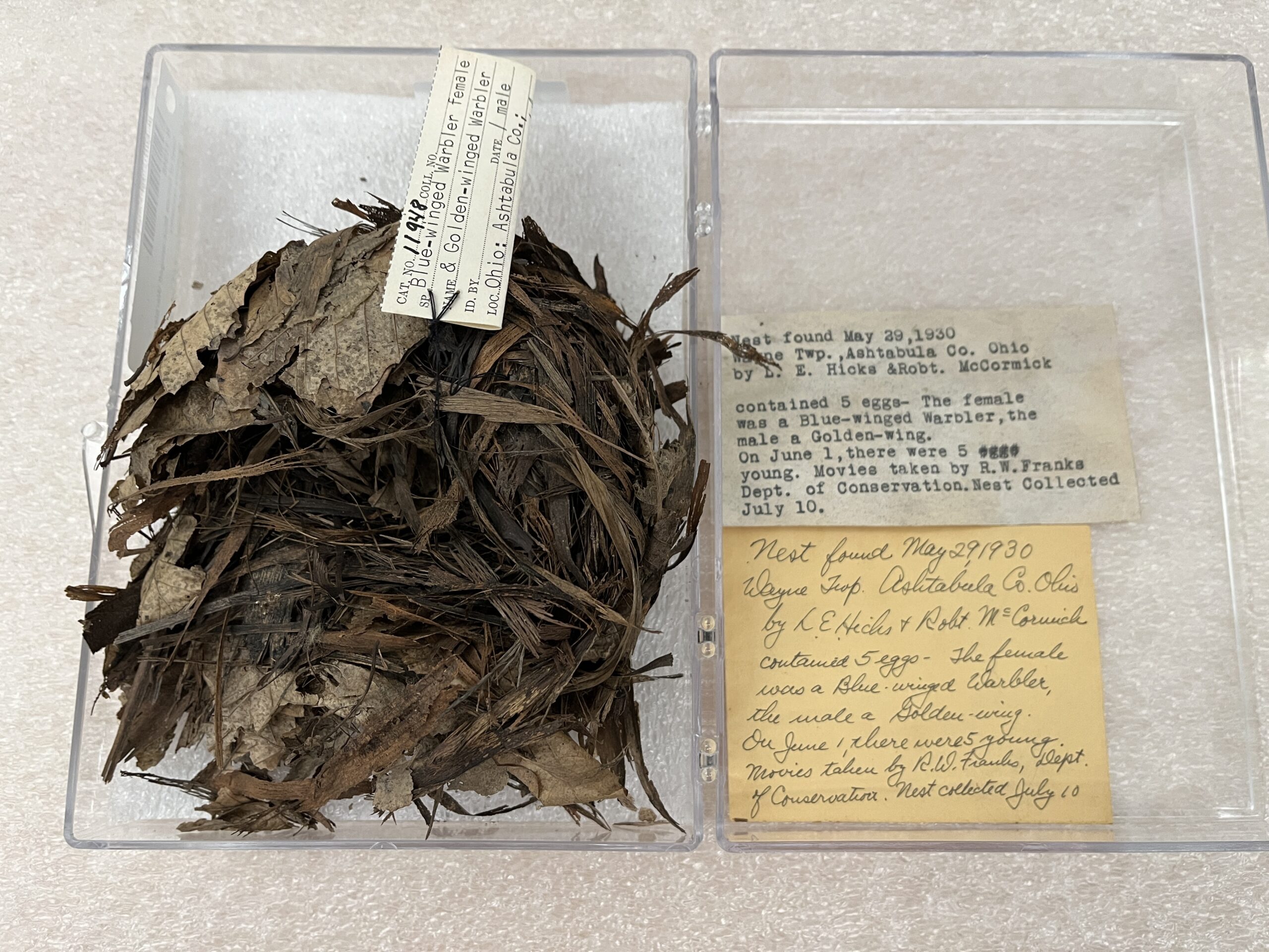 A small bird nest made of dry beech leaves and fine strips of grapevine bark