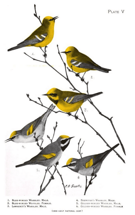 A screenshot of a historic text showing drawings of male and female Golden-winged Warblers, male and female Blue-winged Warblers, and Brewster's and Lawrence's Warblers