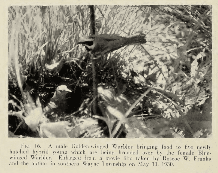 A still taken by Robert McCormick on May 30, 1930 of the female Blue-winged Warbler in the nest brooding the just-hatched young, and the male Golden-winged Warbler bringing food to the nest. You may be surprised to see that these warblers nest on the ground!