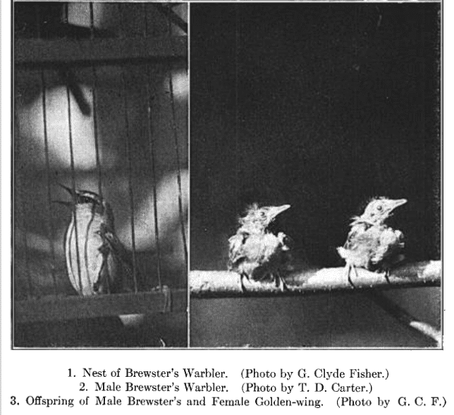 Two black-and-white photos, left photo shows a male Brewster's warbler in a temporary enclosure, right photo shows two very young, scraggly looking fledgling warbler offspring