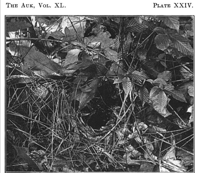 A black-and-white photograph of a Golden-winged Warbler nest on the ground next to a raspberry thicket