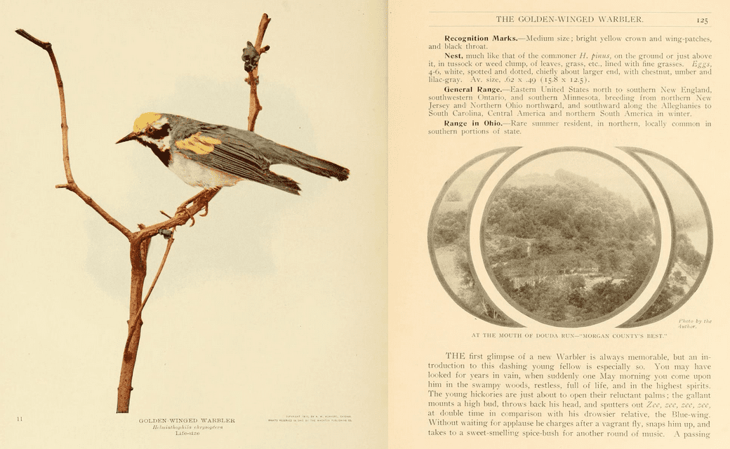 A screenshot of two pages from a historic text. The left page has a colored drawing made from a specimen of a Golden-winged Warbler perched on a branch, and the facing page is text describing its natural history and a black-and-white photograph captioned “At the mouth of the Douda Run – “Morgan County’s Best.”