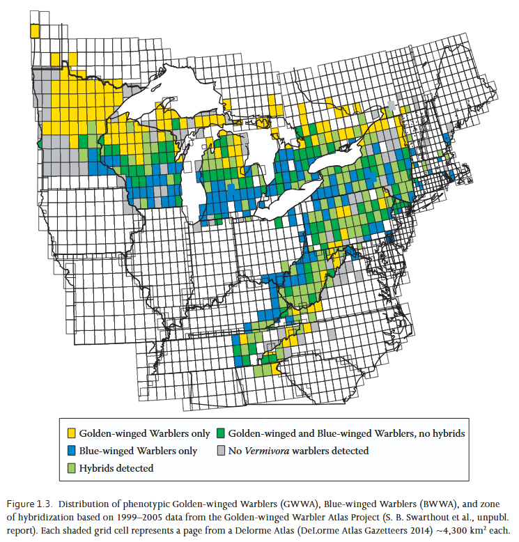 Taken from Streby et al. 2016. This map shows the distribution of phenotypic Golden-winged Warblers (GWWA), Blue-winged Warblers (BWWA), and zone of hybridization based on 1999–2005 data from the Golden-winged Warbler Atlas Project (GOWAP).