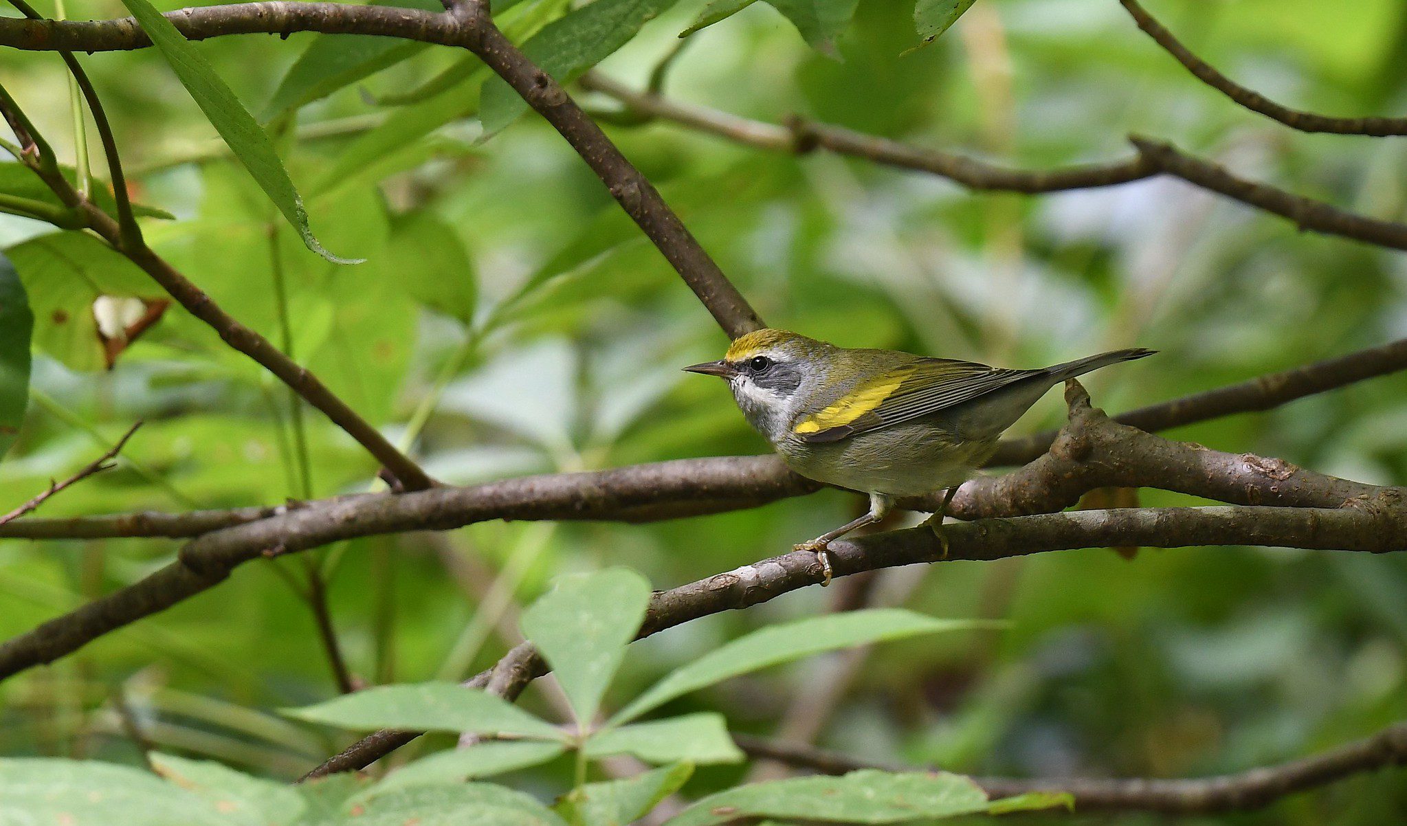 A female Golden-winged Warbler, Vermivora chrysoptera. Photo by Chrissy McClaren and Any Reago (flickr user Wildreturn). https://creativecommons.org/licenses/by/4.0/ 
