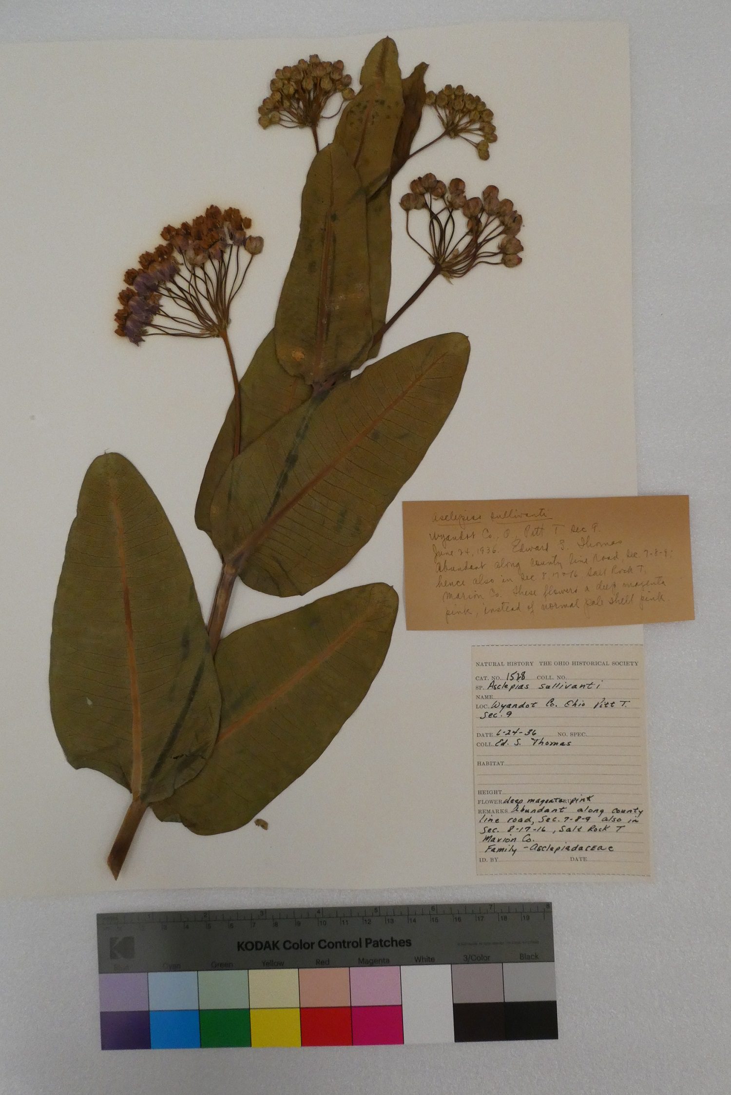 A white herbarium sheet of a dried pressed milkweed plant in flower with large rounded leaves. The color from the specimen has faded, but the label states the flowers were deep magenta in life.