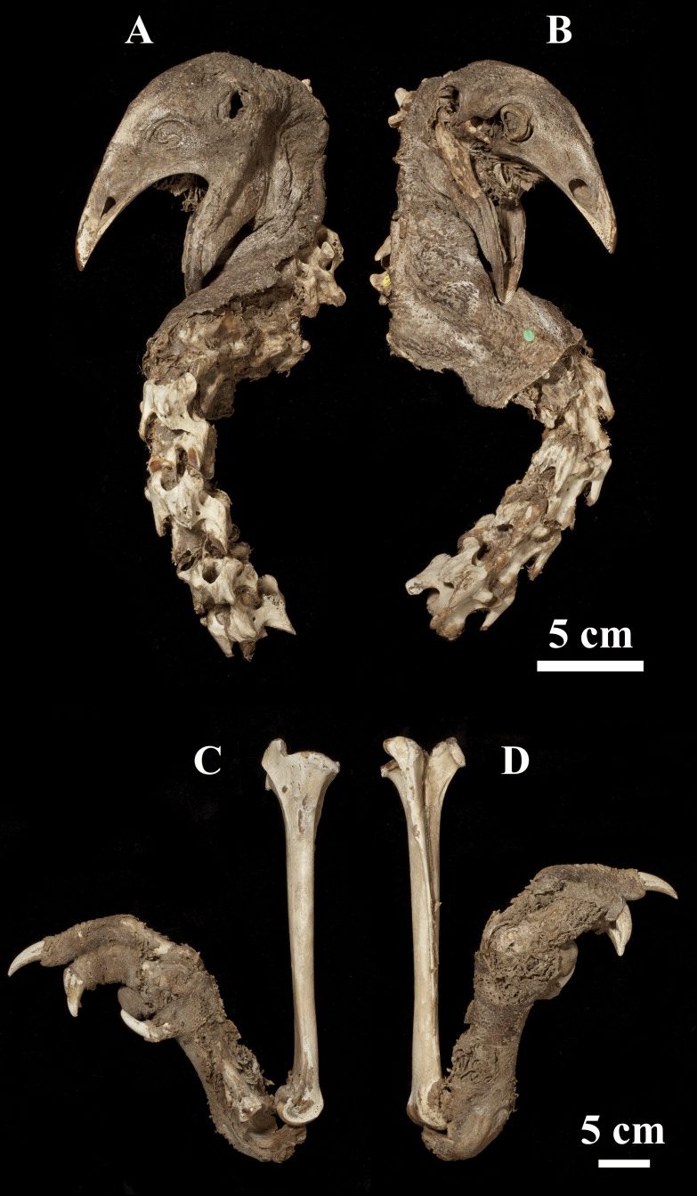 The background of the photo is black. At the top, a mummified moa head with its mouth open with exposed neck vertebrae, lying on its left and right side. On the bottom, a right lower leg bone with a mummified 4-toed foot attached, shown on its left and right side. 5cm scale bars show the head is about 10 inches tall and 4 inches wide, and the foot is about 17 inches tall and 12 inches wide.